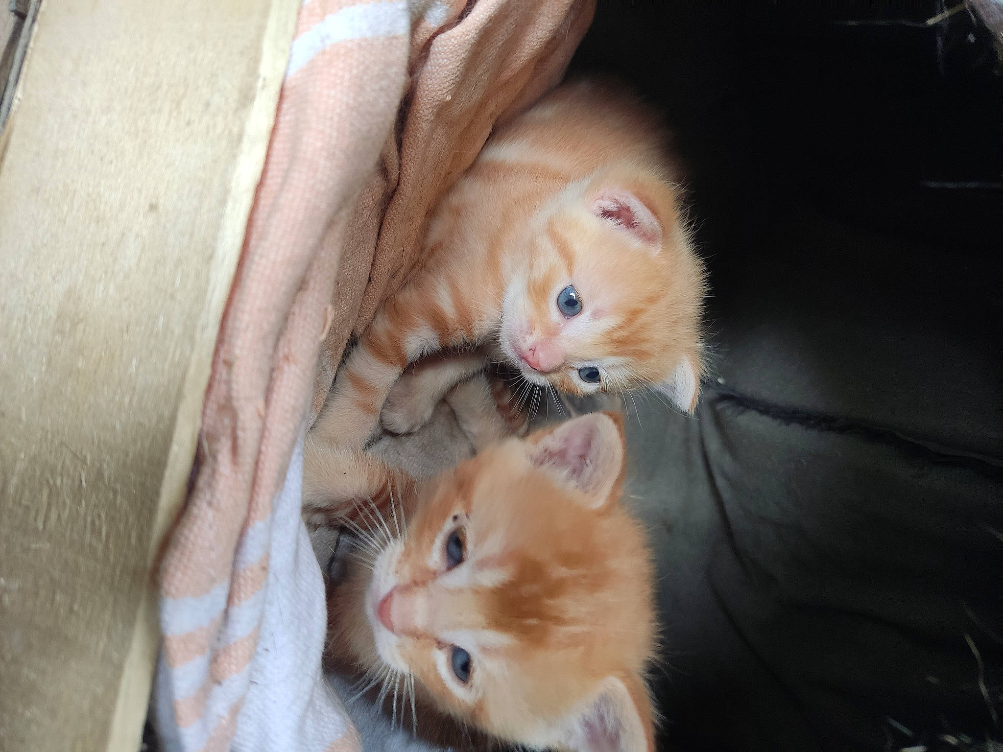 Tigrou a rejoint le concours — aidez-le/la à gagner de superbes lots ! canidae, carnivore, cat, claw, comfort, domestic_short_haired_cat, ear, fawn, felidae, fur, hardwood, paw, small_to_medium_sized_cats, snout, tail, vertebrate, whiskers, wood