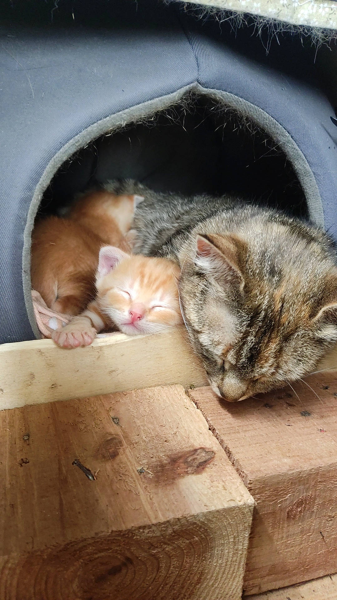 Tigrou a rejoint le concours — aidez-le/la à gagner de superbes lots ! box, carnivore, cat, comfort, domestic_short_haired_cat, eye, fawn, felidae, fur, grey, hardwood, shipping_box, small_to_medium_sized_cats, snapshot, snout, tail, vertebrate, whiskers, window, wood