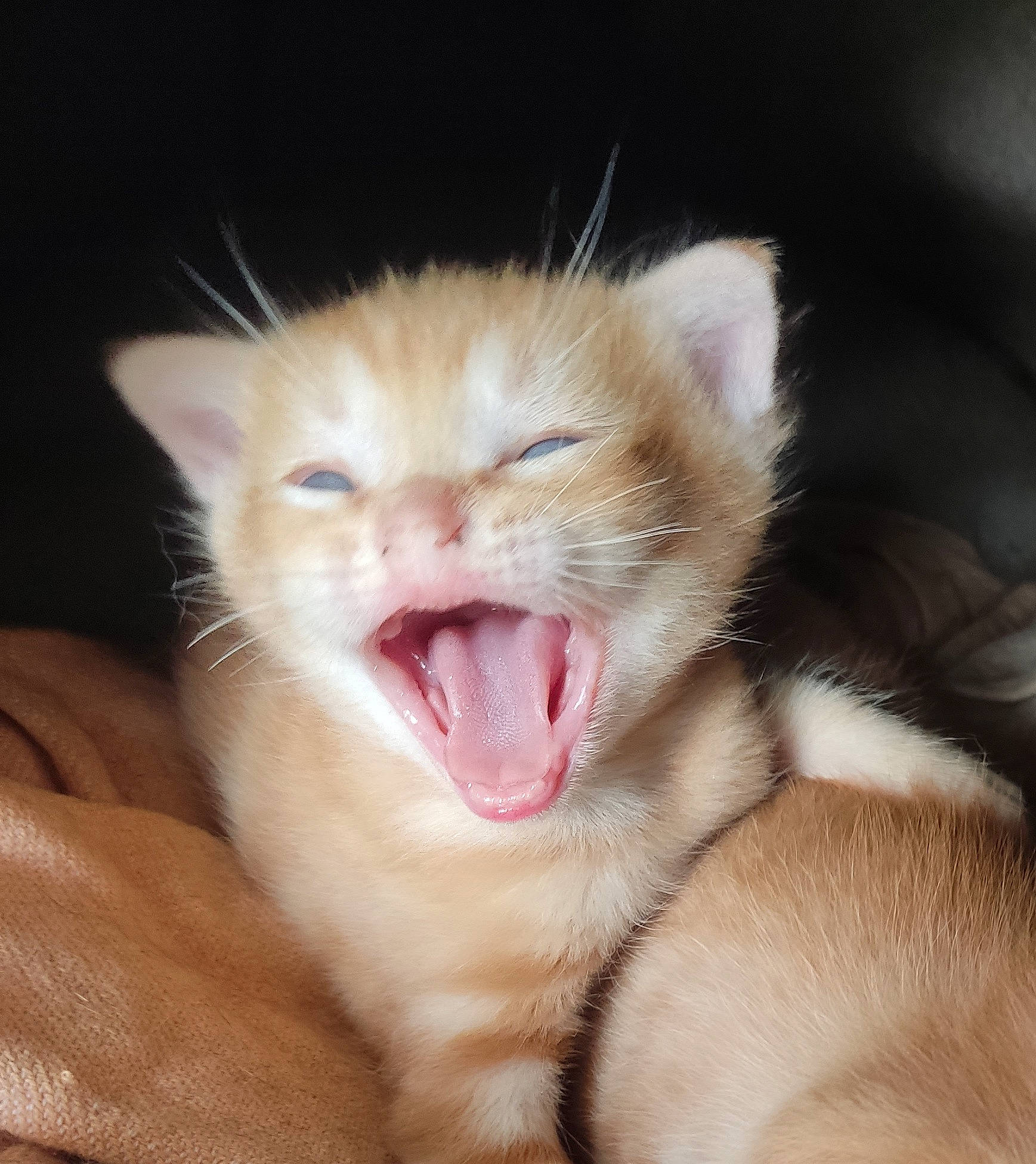 Tigrou a rejoint le concours — aidez-le/la à gagner de superbes lots ! carnivore, cat, claw, domestic_short_haired_cat, ear, fang, fawn, felidae, foot, gesture, jaw, leg, paw, small_to_medium_sized_cats, snout, tail, terrestrial_animal, tooth, whiskers, yawn