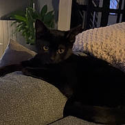 Luna a rejoint le concours — aidez-le/la à gagner de superbes lots ! black_cat, cat, pet, animal, indoor, couch, furniture, pillow, plant, living_room, cozy, dim_light, relaxing, feline, home, shadow, texture, resting, cute, mammal