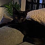 black_cat, cat, pet, animal, indoor, couch, furniture, pillow, plant, living_room, cozy, dim_light, relaxing, feline, home, shadow, texture, resting, cute, mammal