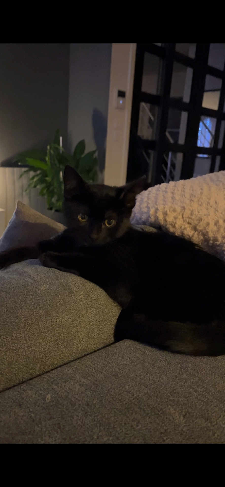 Luna a rejoint le concours — aidez-le/la à gagner de superbes lots ! black_cat, cat, pet, animal, indoor, couch, furniture, pillow, plant, living_room, cozy, dim_light, relaxing, feline, home, shadow, texture, resting, cute, mammal