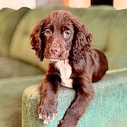 Clifford is registered to the contest to win money with this photo: animal, brown, couch, cute, dog, domestic, ears, face, friendly, fur, green, indoor, lounge, paws, pet, portrait, puppy, relaxed, whiskers, young