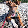 Bowie joined the competition — help win amazing prizes! adorable, brown_fur, close_up, dog, floppy_ears, front_paws, gravel, happy, harness, leash, nature, outdoor, park, pebbles, portrait, puppy, sitting, sunlight, tongue_out, white_paws