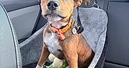 Bowie is registered to the contest to win money with this photo: animal, brown_fur, car, car_seat, collar, cute, dog, floppy_ears, green_toy, harness, indoors, leash, orange_collar, pet, plush_toy, portrait, puppy, sitting, vehicle, white_chest