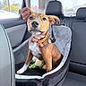 animal, brown_fur, car, car_seat, collar, cute, dog, floppy_ears, green_toy, harness, indoors, leash, orange_collar, pet, plush_toy, portrait, puppy, sitting, vehicle, white_chest
