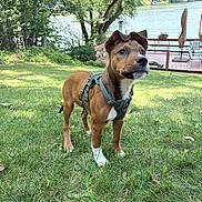 Bowie joined the competition — help win amazing prizes! animal, backyard, brown_dog, deck, dog, grass, harness, lake, lakeside, leash, nature, outdoor, pet, portrait, puppy, standing, summer, sunlight, trees, water