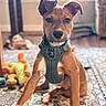 Bowie joined the competition — help win amazing prizes! brown_dog, canine, carpet, dog, floppy_ears, front_view, harness, home, indoors, natural_light, pet, playful, plush_toys, portrait, puppy, rug, short_hair, sitting, toy, window