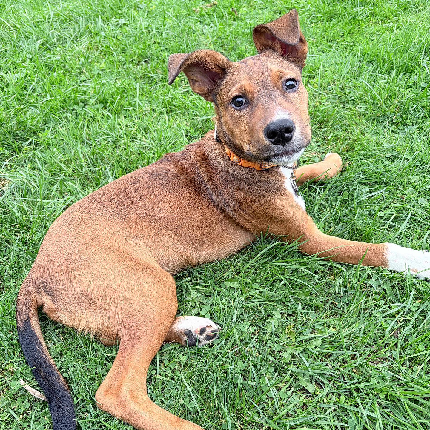 Bowie