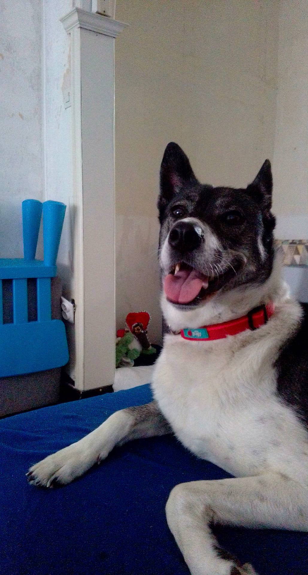 Lilie participe au concours pour gagner de l'argent avec cette photo : art, canidae, carnivore, collar, companion_dog, dog, dog_breed, dog_collar, door, electric_blue, flooring, fur, plant, snout, sporting_group, tail, whiskers, window, working_animal, working_dog