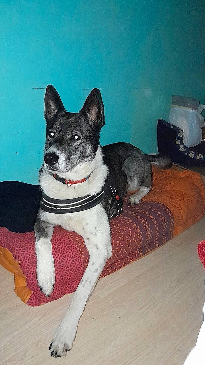 Lilie a rejoint le concours — aidez-le/la à gagner de superbes lots ! art, carmine, carnivore, collar, comfort, companion_dog, dog, dog_breed, felidae, flooring, foot, fur, grey, hardwood, pattern, paw, small_to_medium_sized_cats, sporting_group, tail, whiskers