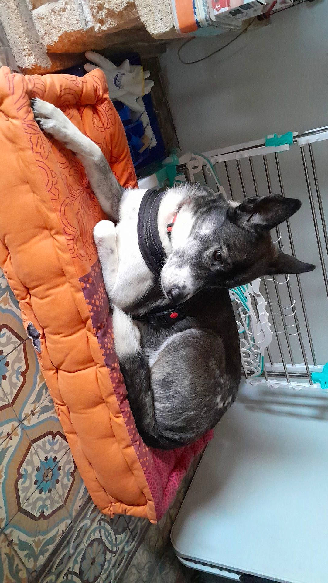 Lilie participe au concours pour gagner de l'argent avec cette photo : bag, canidae, car_seat_cover, carnivore, collar, comfort, companion_dog, couch, dog, dog_breed, dog_supply, fawn, fur, linens, nap, non_sporting_group, pet_supply, sporting_group, stuffed_toy, working_animal