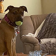 Princess is registered to the contest to win money with this photo: blanket, brown_dog, collar, couch, cushion, dog, domestic_animal, furniture, glasses, home, indoors, living_room, pet, portrait, serious_expression, short_hair, sitting, standing, table, tennis_ball