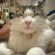 Butter joined the competition — help win amazing prizes! cat, fluffy, white, gray, bell, collar, pet, hand, cozy, blanket, indoor, feline, whiskers, relaxed, closeup, animal, soft, domestic, comfort, cute