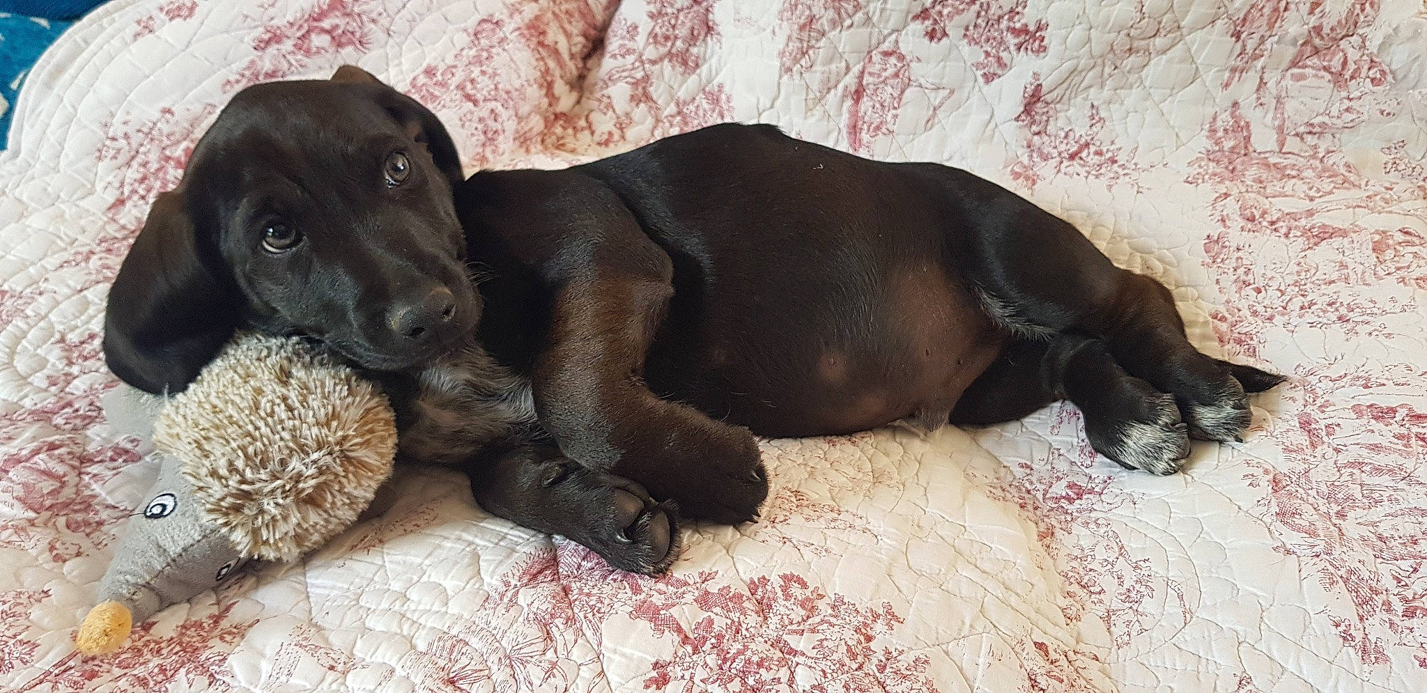 Ringo participe au concours pour gagner de l'argent avec cette photo : borador, canidae, carnivore, comfort, companion_dog, dog, dog_breed, dog_supply, fawn, fur, gun_dog, liver, paw, pet_supply, retriever, snout, sporting_group, terrestrial_animal, whiskers, working_animal