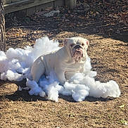 Stitch is registered to the contest to win money with this photo: dog, bulldog, white_dog, stuffing, outdoor, yard, tree, sunlight, dirt, leaves, fence, playful, pet, animal, mischievous, fluffy, ground, nature, daytime, relaxed