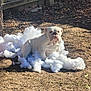 dog, bulldog, white_dog, stuffing, outdoor, yard, tree, sunlight, dirt, leaves, fence, playful, pet, animal, mischievous, fluffy, ground, nature, daytime, relaxed