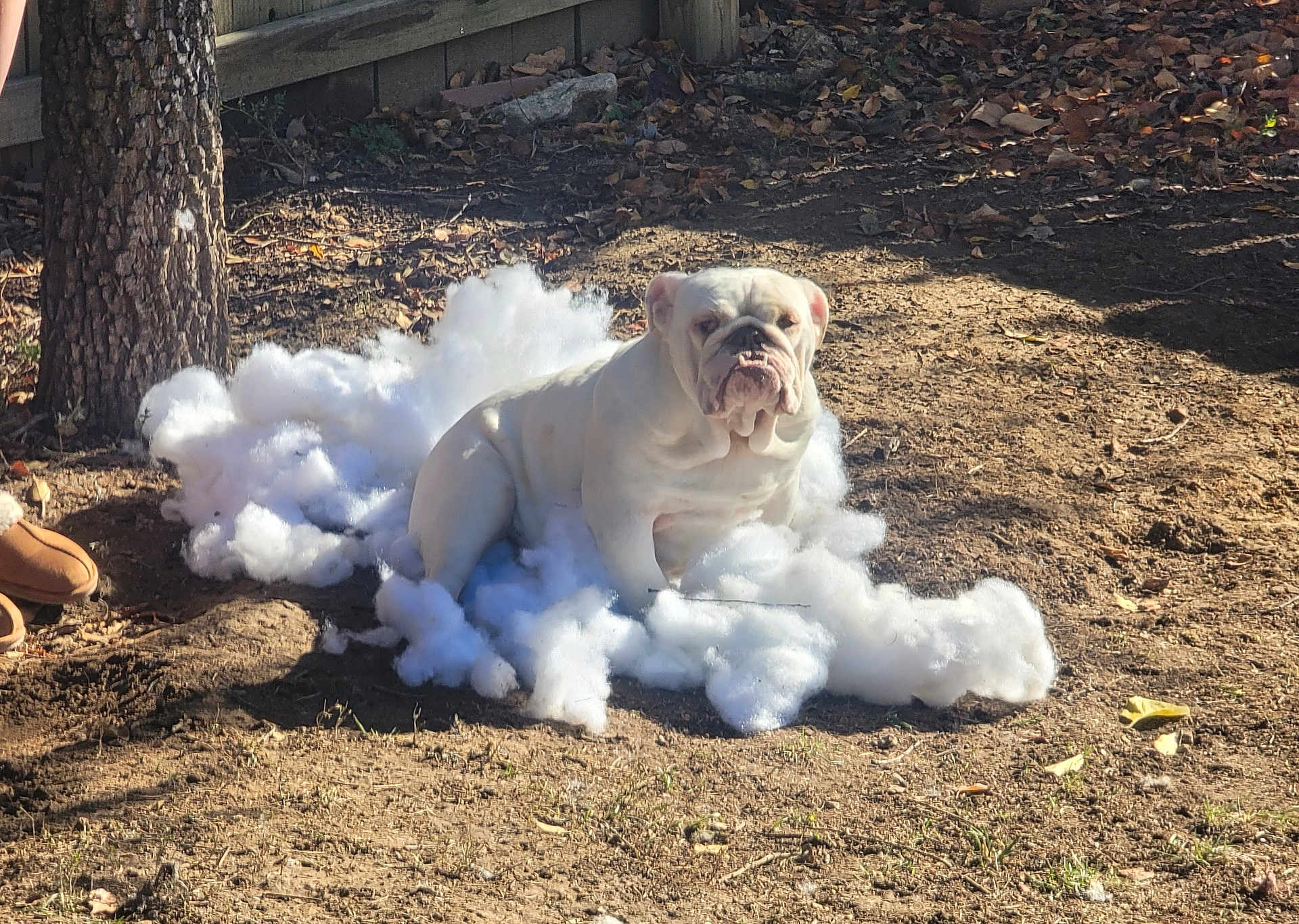 Stitch is registered to the contest to win money with this photo: dog, bulldog, white_dog, stuffing, outdoor, yard, tree, sunlight, dirt, leaves, fence, playful, pet, animal, mischievous, fluffy, ground, nature, daytime, relaxed