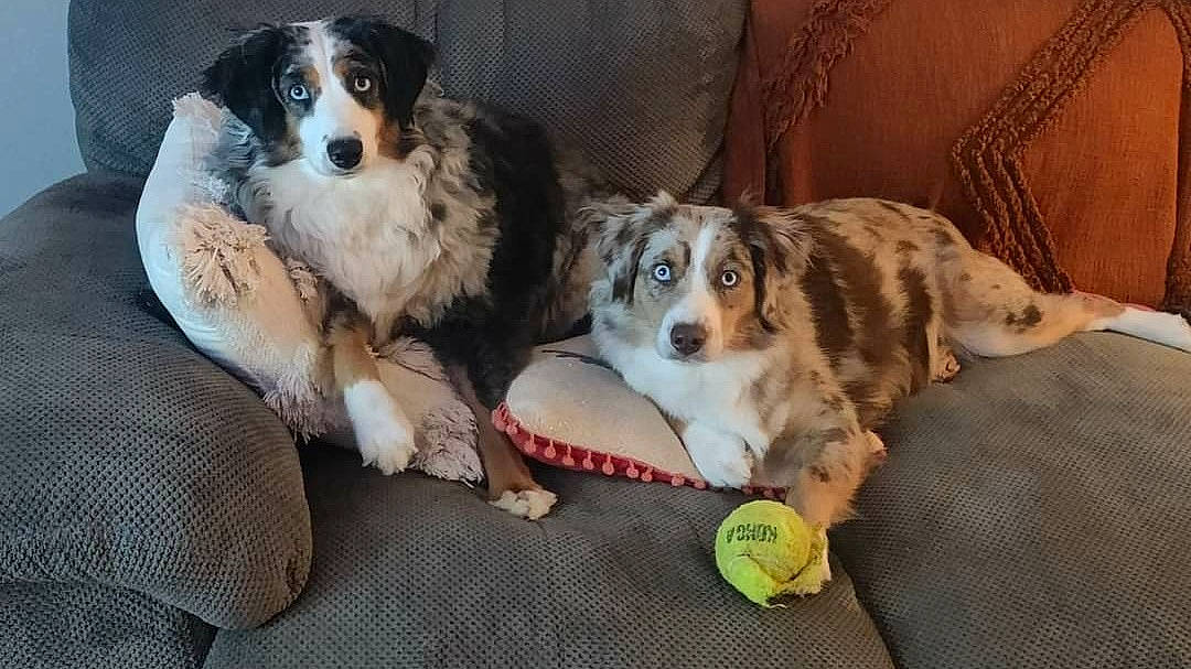 Desza joined the competition — help win amazing prizes! bored, canidae, carnivore, chair, companion_dog, couch, dog, dog_breed, dog_supply, fur, gun_dog, herding_dog, paw, puppy, snout, sporting_group, tennis_ball, terrestrial_animal, working_animal, working_dog