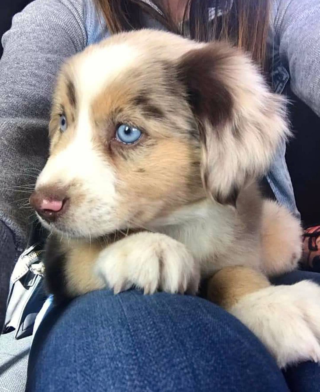 Desza joined the competition — help win amazing prizes! bored, canidae, carnivore, companion_dog, dog, dog_breed, fur, snout, sporting_group, terrestrial_animal, whiskers, working_dog