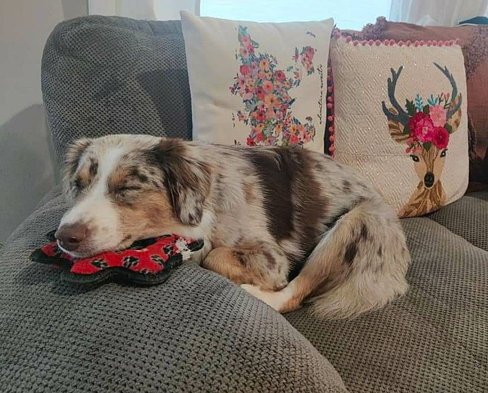 Desza is registered to the contest to win money with this photo: art, canidae, carnivore, chair, collar, comfort, companion_dog, couch, creative_arts, dog, dog_breed, dog_supply, fawn, home_accessories, linens, pattern, rectangle, sofa_bed, throw_pillow, working_animal