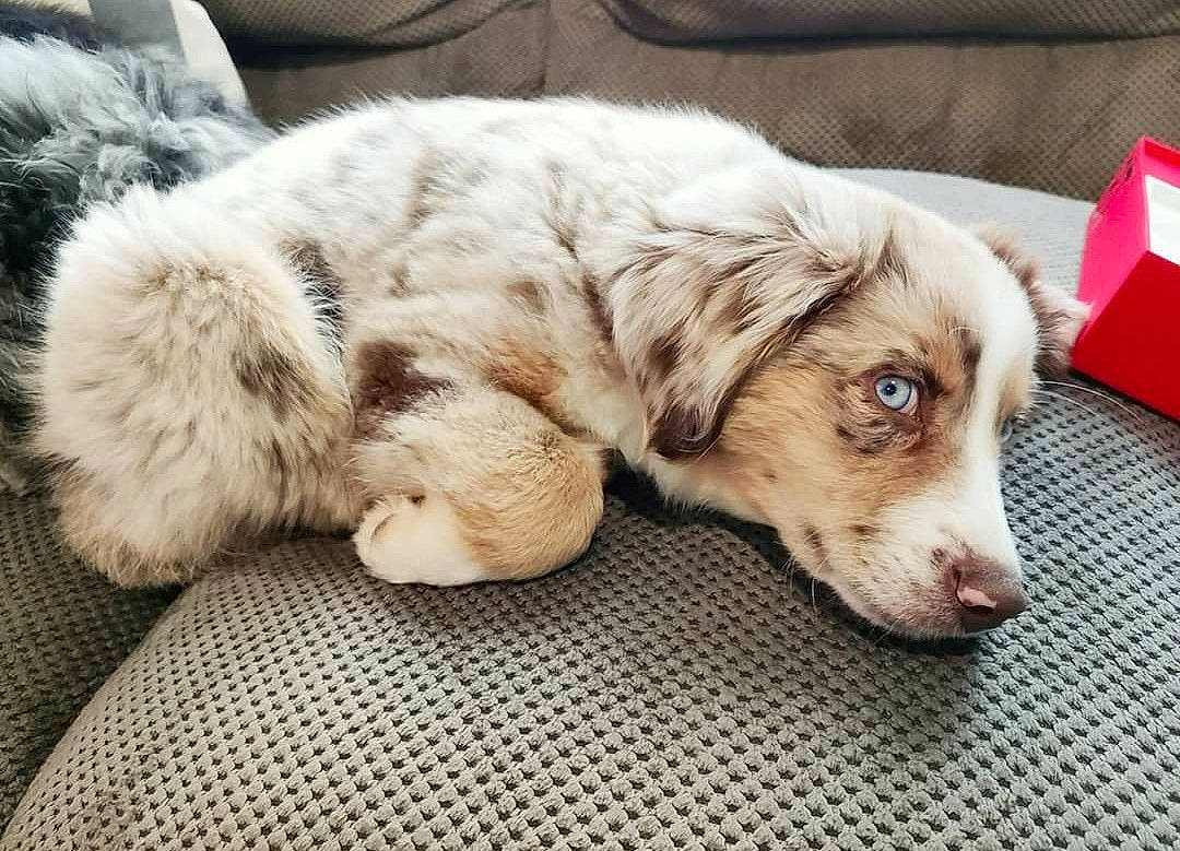 Desza is registered to the contest to win money with this photo: bored, canidae, carnivore, comfort, companion_dog, couch, dog, dog_breed, fawn, fur, gun_dog, liver, paw, puppy_love, retriever, small_greek_domestic_dog, spaniel, sporting_group, whiskers, working_animal