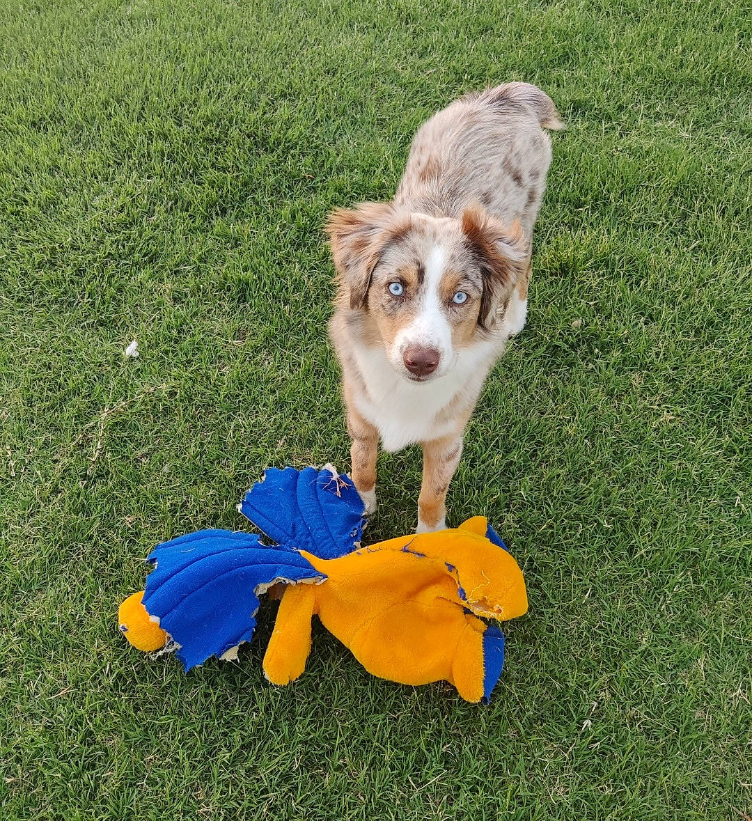 Desza joined the competition — help win amazing prizes! canidae, carnivore, companion_dog, dog, dog_breed, fawn, grass, grassland, groundcover, happy, lawn, meadow, people_in_nature, petal, plant, snout, sporting_group, tail, toy_dog, whiskers