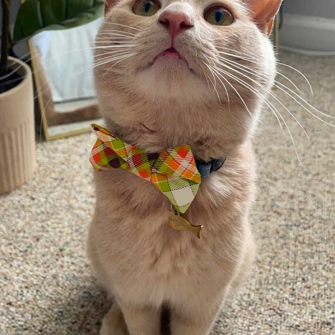 Tabasco joined the competition — help win amazing prizes! accessories, animal, bowtie, cat, collar, couch, flower, formalwear, furniture, homedecor, jar, kitten, linen, pet, plant, planter, pottedplant, pottery, strap, tie