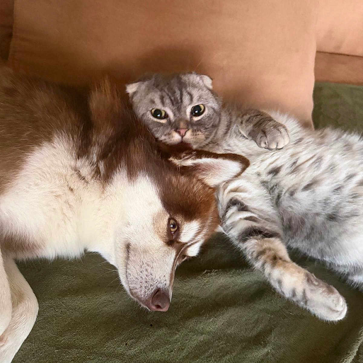 Karl a rejoint le concours — aidez-le/la à gagner de superbes lots ! cat, fox, animal, pet, wildlife, cuddling, sleeping, lying_down, fluffy, fur, gray_cat, red_fox, blanket, couch, pillow, indoor, closeup, portrait, companionship, adorable