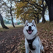 Akila a rejoint le concours — aidez-le/la à gagner de superbes lots ! dog, husky, animal, pet, outdoor, forest, trees, autumn, leaves, path, nature, smiling, happy, canine, mammal, sitting, harness, fall, daylight, scenery