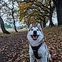 dog, husky, animal, pet, outdoor, forest, trees, autumn, leaves, path, nature, smiling, happy, canine, mammal, sitting, harness, fall, daylight, scenery