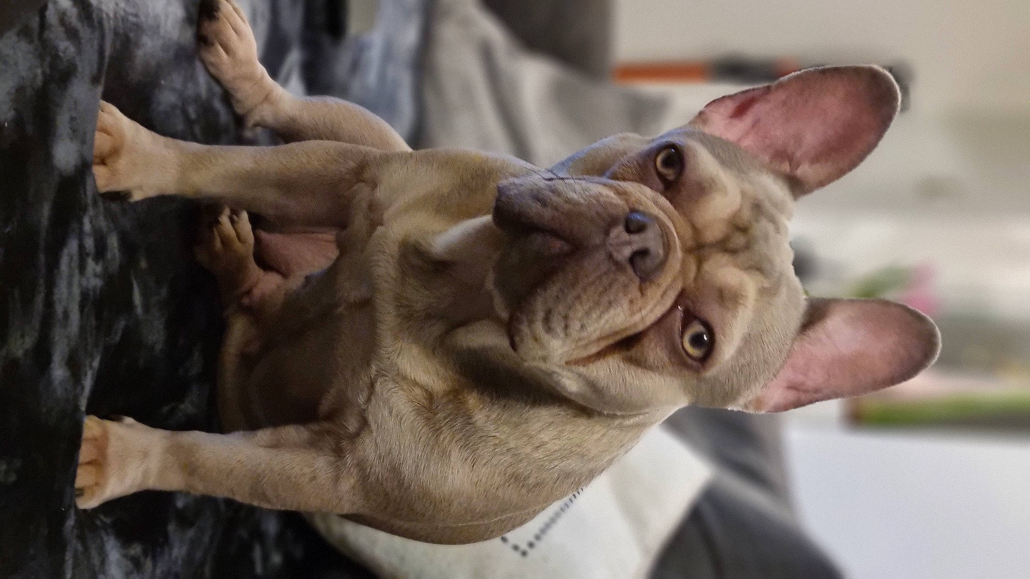 Shadow is registered to the contest to win money with this photo: canidae, carnivore, collar, companion_dog, dog, dog_breed, dog_collar, ear, fawn, felidae, fur, guard_dog, molosser, small_to_medium_sized_cats, snout, sporting_group, tail, whiskers, working_animal, wrinkle