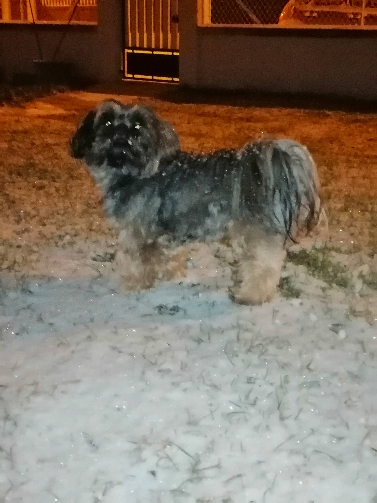 Pago participe au concours pour gagner de l'argent avec cette photo : ancient_dog_breeds, canidae, carnivore, companion_dog, dog, dog_breed, fur, liver, non_sporting_group, small_terrier, snout, snow, soil, sporting_group, tail, terrestrial_animal, terrier, toy_dog, winter, working_animal