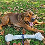 animal, autumn_leaves, brown_dog, canine, chew_toy, closeup, daylight, dog, grass, happy, lying_down, mammal, nature, outdoor, pet, playful, rawhide_bone, relaxing, summer, tongue_out