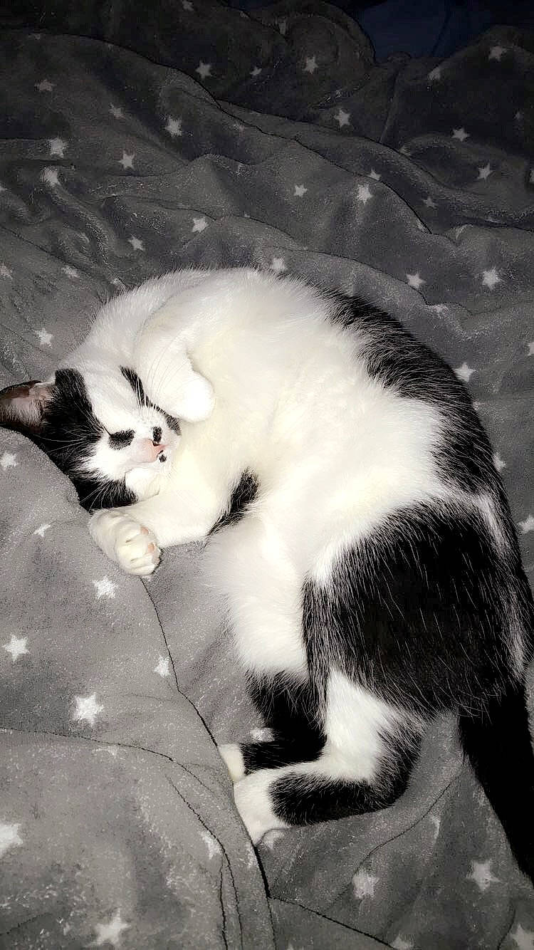 Lara a rejoint le concours — aidez-le/la à gagner de superbes lots ! black_and_white, carnivore, cat, claw, domestic_short_haired_cat, felidae, fur, gesture, monochrome, monochrome_photography, paw, plant, sand, small_to_medium_sized_cats, snout, style, tail, tree, whiskers, window