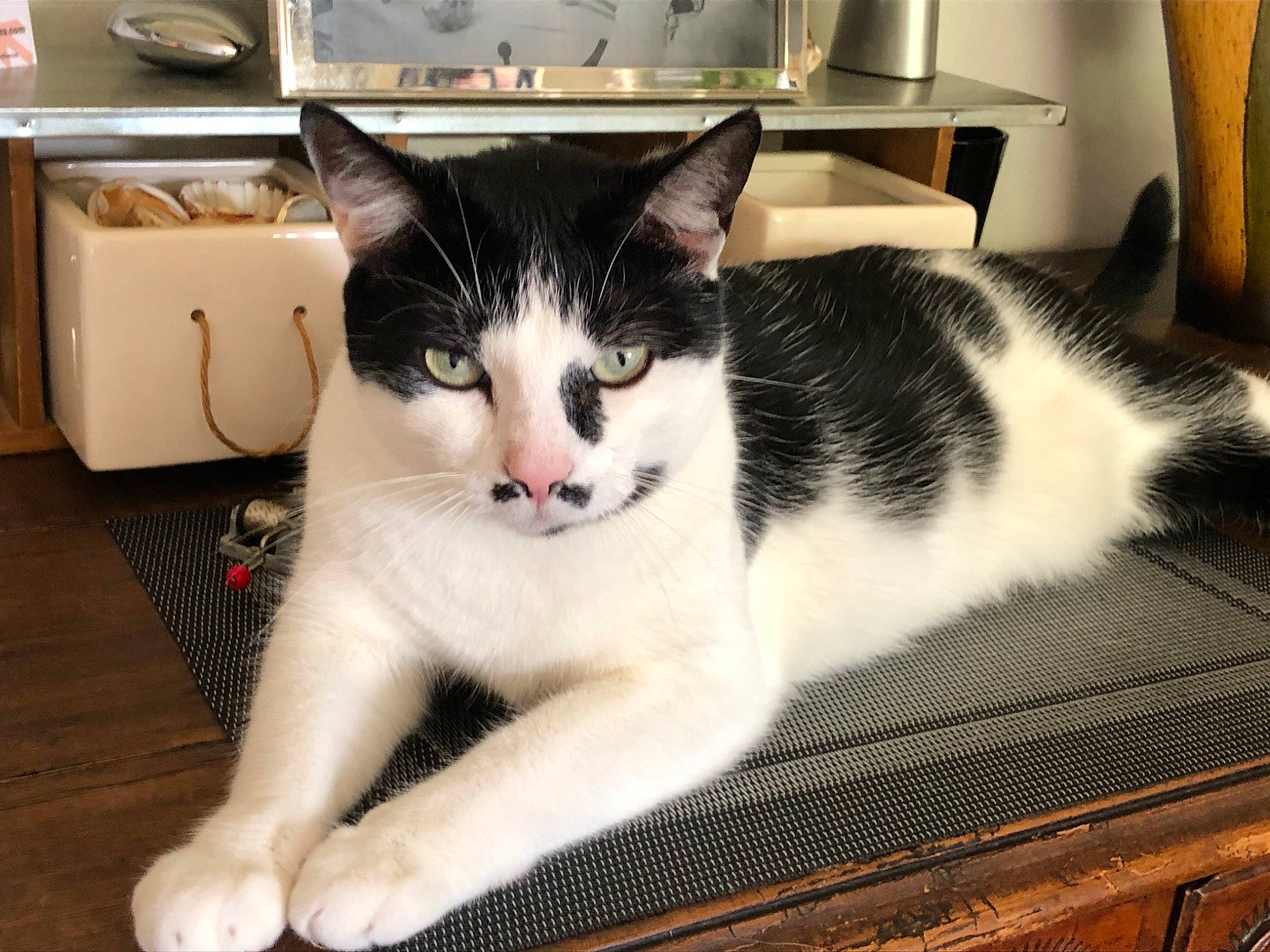 Lara a rejoint le concours — aidez-le/la à gagner de superbes lots ! box, carnivore, carton, cat, comfort, domestic_short_haired_cat, felidae, foot, fur, hardwood, packaging_and_labeling, paw, pet_supply, shipping_box, sitting, small_to_medium_sized_cats, snout, tail, whiskers, wood