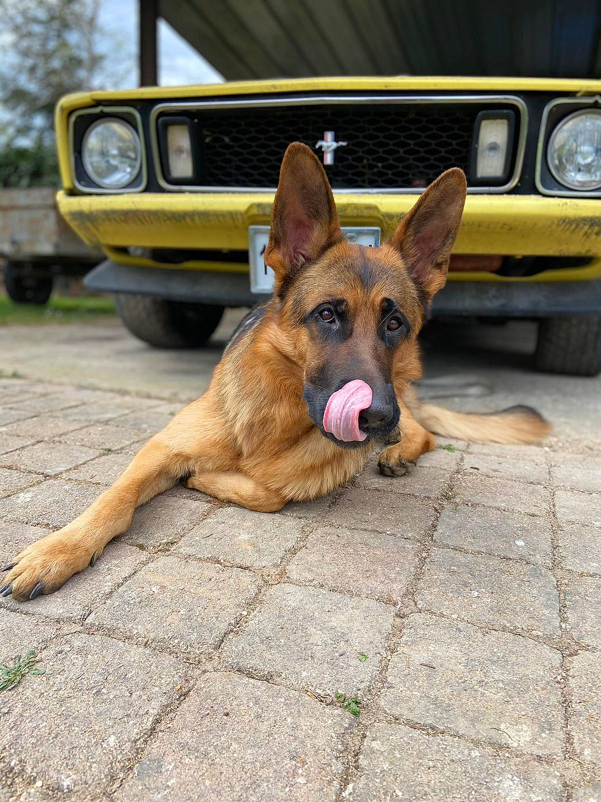 Malone participe au concours pour gagner de l'argent avec cette photo : automotive_fog_light, automotive_lighting, automotive_parking_light, bumper, car, carnivore, companion_dog, dog, dog_breed, fawn, german_shepherd_dog, herding_dog, hood, old_german_shepherd_dog, road_surface, snout, tire, tree, vehicle, wheel