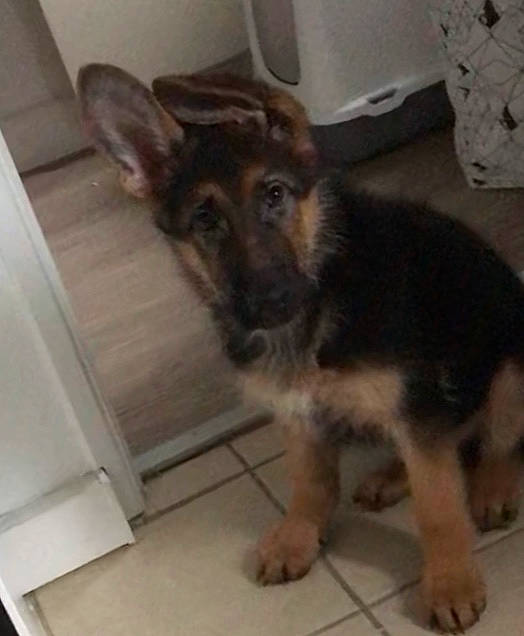 Malone a rejoint le concours — aidez-le/la à gagner de superbes lots ! box, canidae, carnivore, companion_dog, dog, dog_breed, ear, fawn, floor, flooring, fur, german_shepherd_dog, herding_dog, jaw, king_shepherd, old_german_shepherd_dog, paper_towel, snout, sporting_group, terrestrial_animal