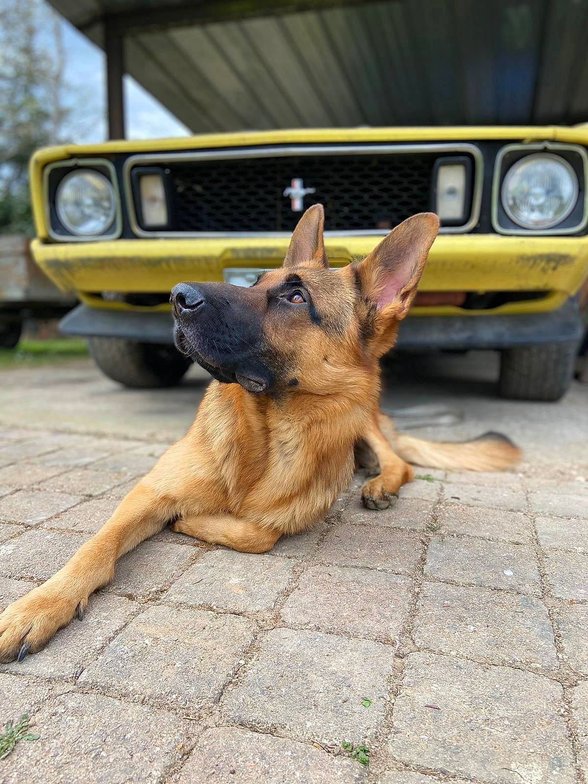 Malone participe au concours pour gagner de l'argent avec cette photo : asphalt, automotive_exterior, automotive_lighting, bumper, car, carnivore, companion_dog, dog, dog_breed, fawn, german_shepherd_dog, hood, mammal, motor_vehicle, old_german_shepherd_dog, road_surface, snout, vehicle, vehicle_door, yellow