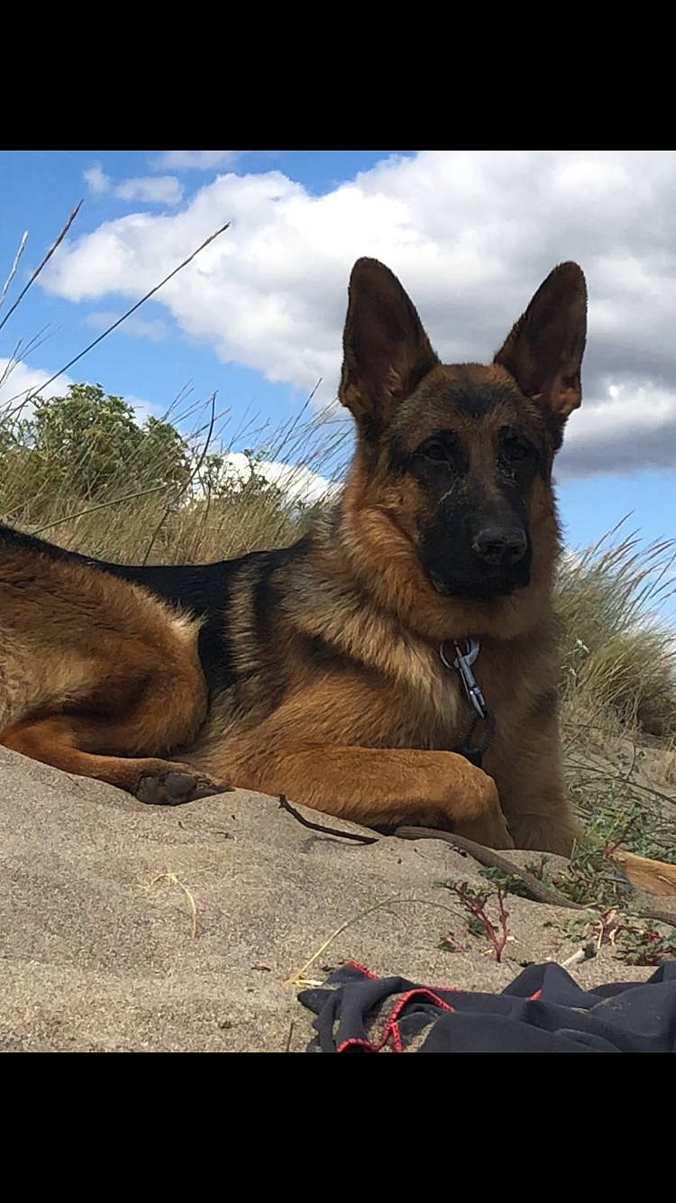 Malone participe au concours pour gagner de l'argent avec cette photo : canidae, carnivore, cloud, dog, dog_breed, fawn, foot, german_shepherd_dog, herding_dog, liver, plant, sky, snout, sporting_group, terrestrial_animal, tree, whiskers, wood, working_animal, working_dog