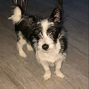 Snoopy joined the competition — help win amazing prizes! dog, small_dog, black_and_white, indoor, wooden_floor, pet, animal, standing, canine, fur, night, dim_light, blurry, domestic, companion, cute, ears, tail, looking, flooring