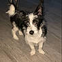 dog, small_dog, black_and_white, indoor, wooden_floor, pet, animal, standing, canine, fur, night, dim_light, blurry, domestic, companion, cute, ears, tail, looking, flooring