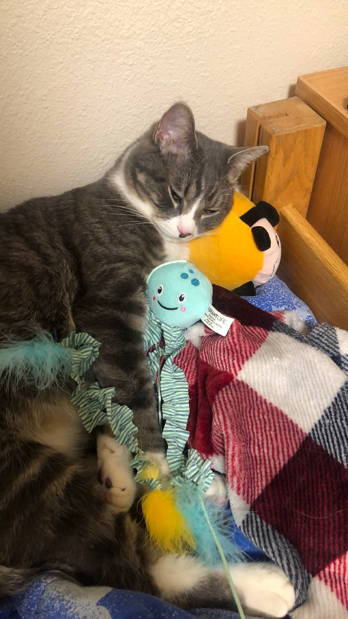 Lassie is registered to the contest to win money with this photo: art, bag, carnivore, cat, comfort, domestic_short_haired_cat, felidae, fur, grey, linens, pattern, shipping_box, small_to_medium_sized_cats, stuffed_toy, tail, textile, toy, vertebrate, whiskers, woolen