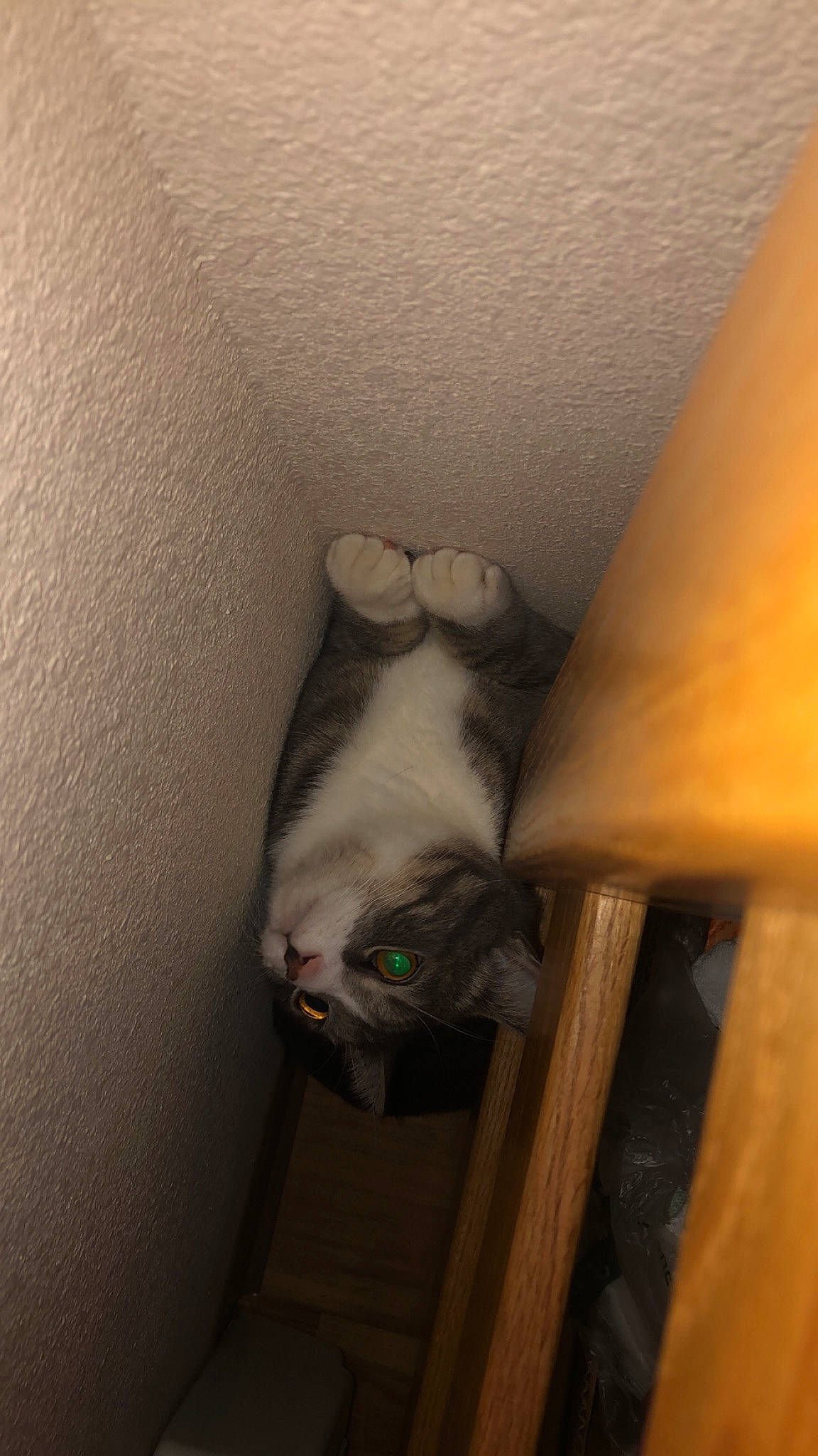 Lassie joined the competition — help win amazing prizes! carnivore, cat, comfort, eye, fawn, felidae, foot, fur, grey, hardwood, head, human_body, human_leg, iris, leg, small_to_medium_sized_cats, snout, tail, whiskers, wood