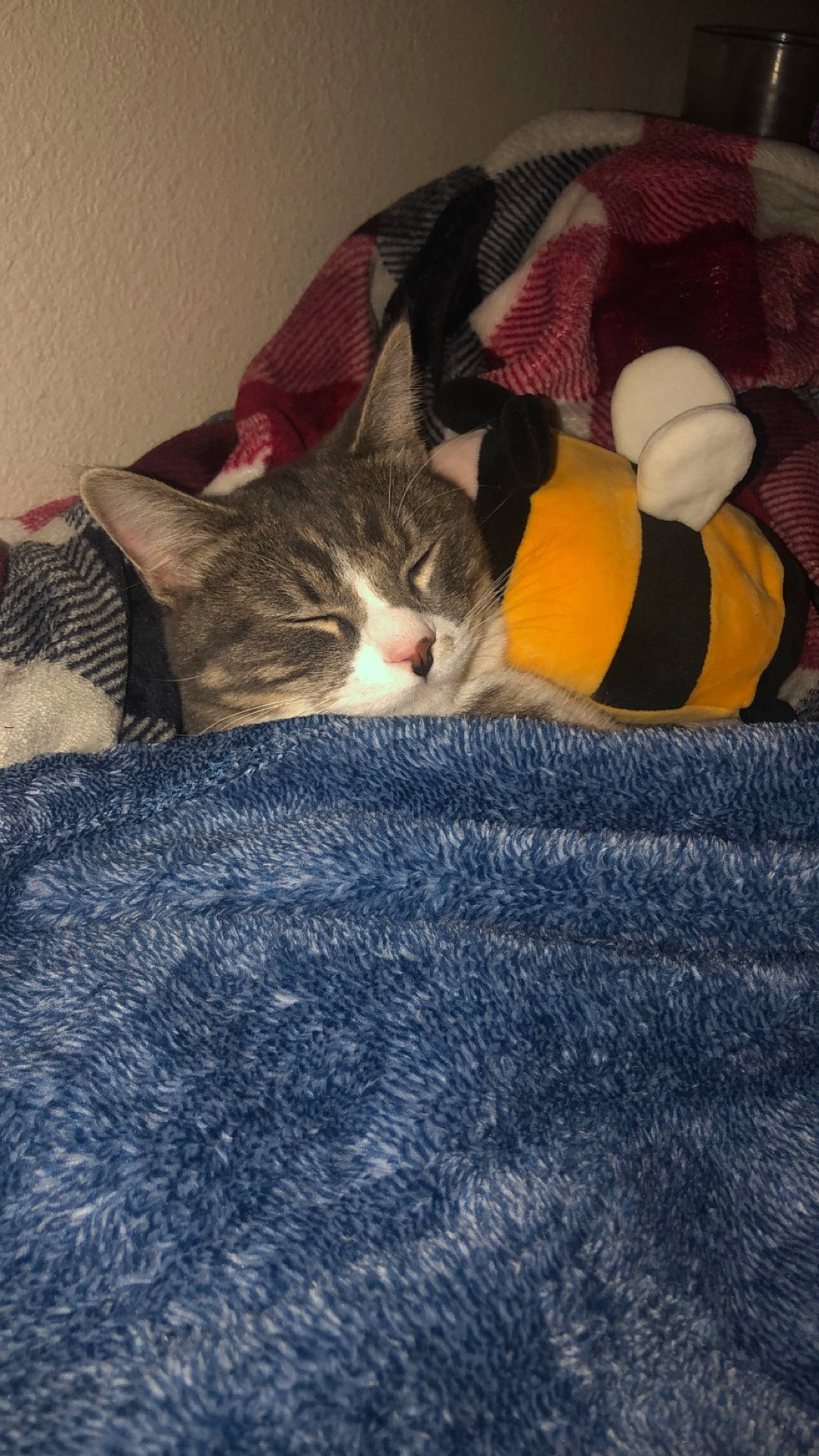 Lassie joined the competition — help win amazing prizes! bed, bed_sheet, bedding, blanket, carnivore, cat, comfort, domestic_short_haired_cat, felidae, fur, grey, linens, nap, pattern, room, sleep, small_to_medium_sized_cats, tail, whiskers, wood