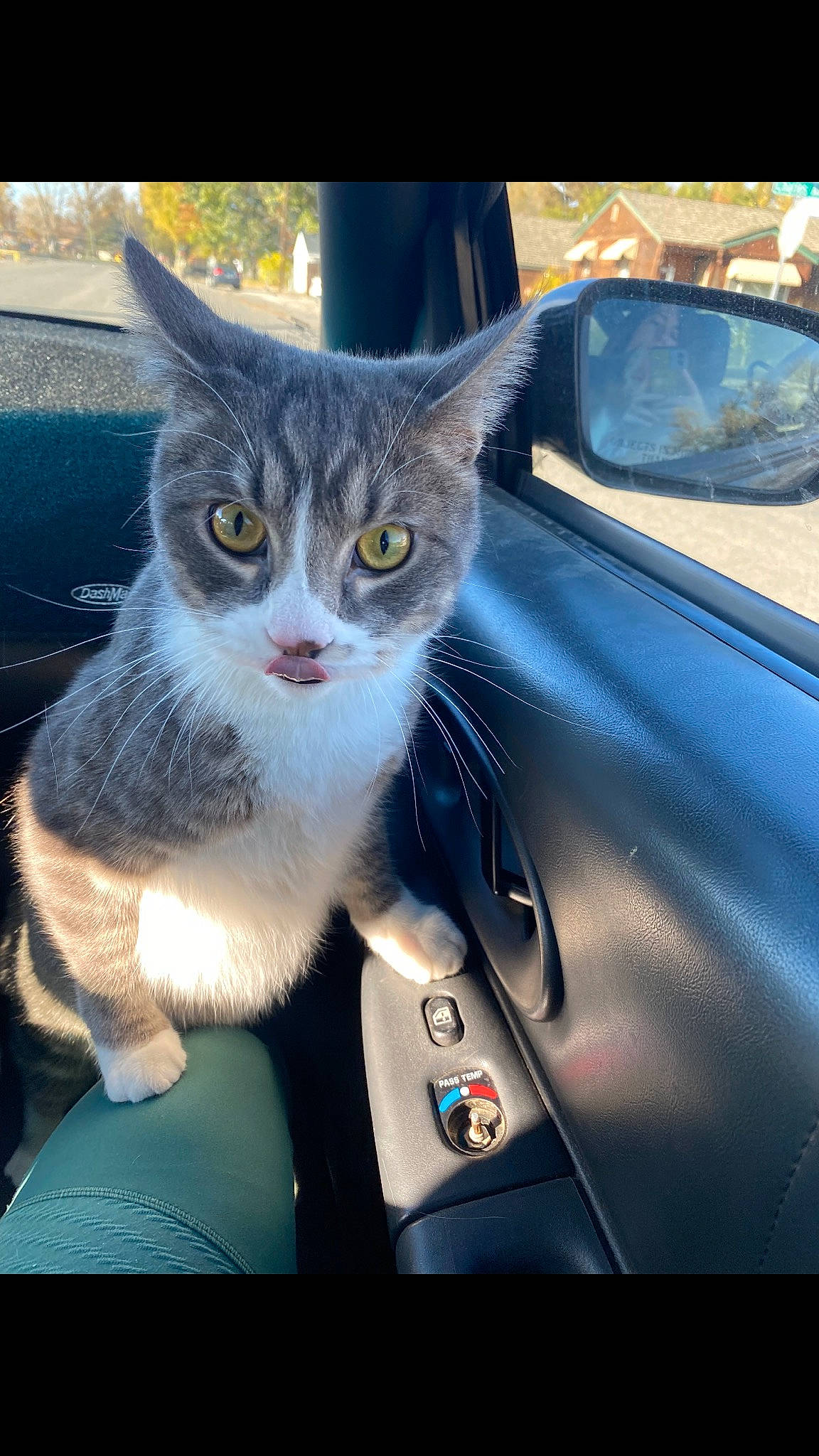 Lassie joined the competition — help win amazing prizes! auto_part, automotive_design, automotive_exterior, automotive_lighting, car, carnivore, cat, domestic_short_haired_cat, door, electric_blue, felidae, hood, motor_vehicle, small_to_medium_sized_cats, snout, vehicle, vehicle_door, whiskers, window, windshield