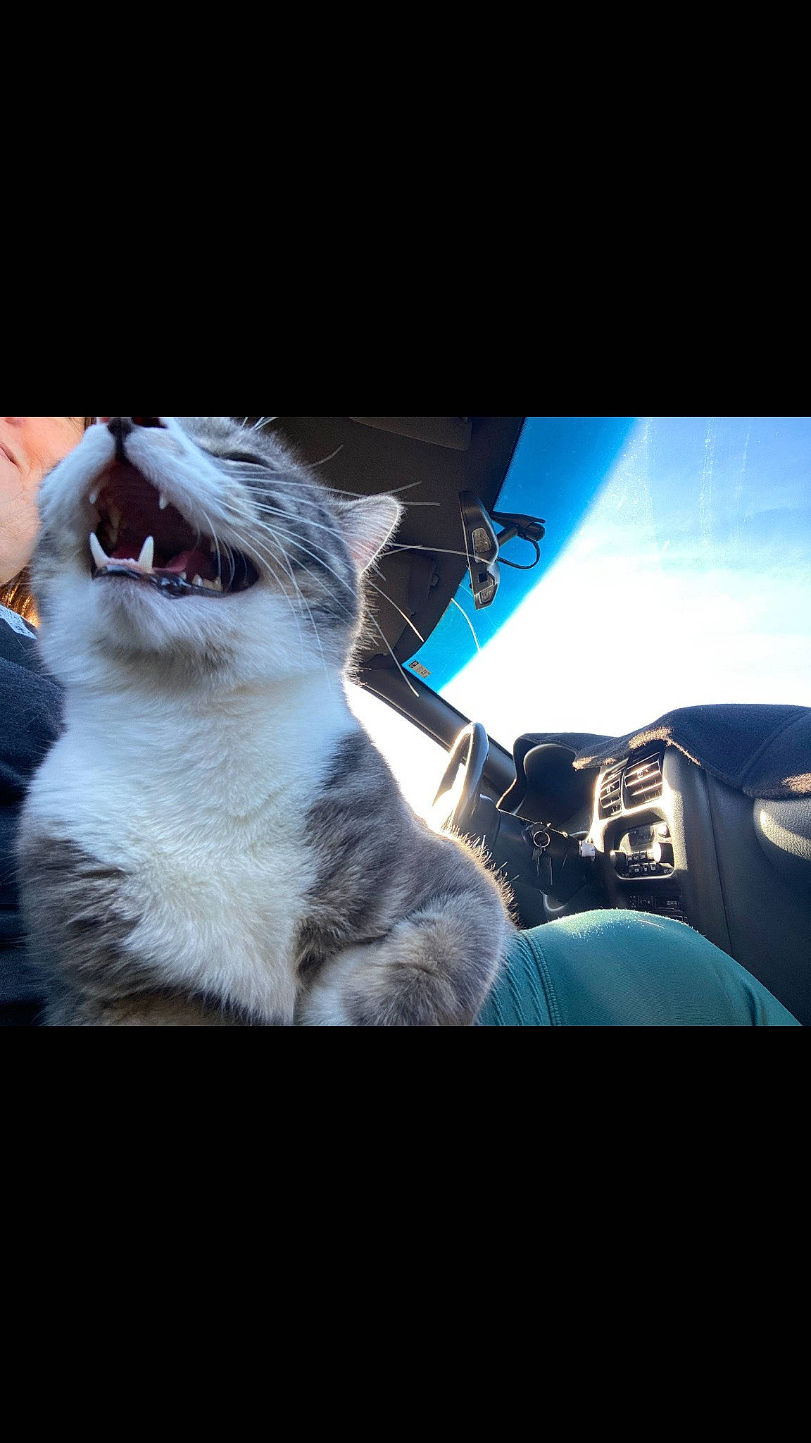 Lassie is registered to the contest to win money with this photo: automotive_lighting, automotive_mirror, carnivore, cat, eyewear, fang, felidae, flash_photography, hood, personal_luxury_car, rear_view_mirror, sky, small_to_medium_sized_cats, steering_wheel, tail, tints_and_shades, vehicle_door, whiskers, windshield, yawn