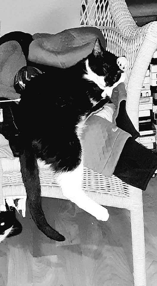 Rambo joined the competition — help win amazing prizes! black, black_and_white, canidae, carnivore, cat, companion_dog, felidae, formal_wear, fur, monochrome, monochrome_photography, small_to_medium_sized_cats, snapshot, snout, style, suit, tail, whiskers, white, working_animal