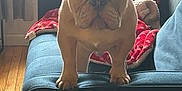 Crash joined the competition — help win amazing prizes! dog, french_bulldog, puppy, couch, indoor, blanket, window, living_room, wood_floor, pet, animal, curious, ears, face, front_paws, blue_couch, red_blanket, soft_light, home, furniture