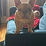 dog, french_bulldog, puppy, couch, indoor, blanket, window, living_room, wood_floor, pet, animal, curious, ears, face, front_paws, blue_couch, red_blanket, soft_light, home, furniture
